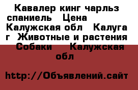 Кавалер кинг чарльз спаниель › Цена ­ 40 000 - Калужская обл., Калуга г. Животные и растения » Собаки   . Калужская обл.